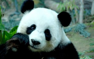 WHITE_PANDA - KOHb